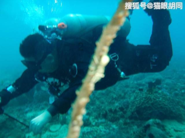 可爱的小考拉